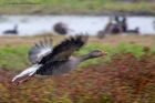 Filename=greylag_240912a.jpg
Filesize=231KB
Dimensions=1000x667
Date added=Nov 25, 2012 greylag_240912a.jpg