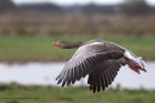 greylag_251011a.jpg