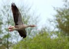 greylag_280409a.jpg