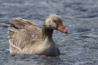 greylag_290413a.jpg