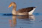 greylag_291208b.jpg