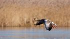 greylag_300110b.jpg