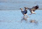 greylag_300110c.jpg