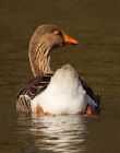 greylag_300308a.jpg