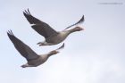 greylags_250315a.jpg