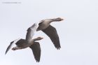 greylags_250315c.jpg