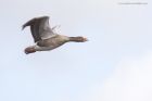 greylags_250315d.jpg