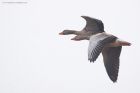 greylags_MM_040221a.jpg