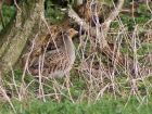 greypartridge_0703a.jpg