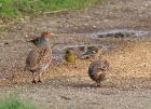 greypartridge_0703c.jpg