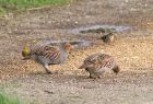 greypartridge_0703e.jpg