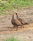 Filename=greypartridge_0703g.jpg
Filesize=165KB
Dimensions=641x800
Date added=Sep 05, 2008 greypartridge_0703g.jpg