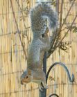 greysquirrel_210807a.jpg