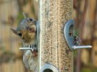 greysquirrel_210807c.jpg