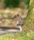 greysquirrel_2403a.jpg