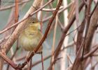 gropper_160411b.jpg