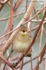 gropper_160411c.jpg