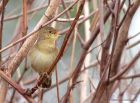 gropper_160411d.jpg