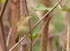 gropper_160411i.jpg