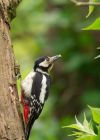 gsWoodpecker_160509b.jpg