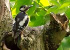 gsWoodpecker_160509c.jpg