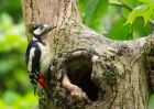 gsWoodpecker_160509h.jpg