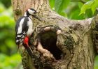 Filename=gsWoodpecker_160509m.jpg
Filesize=222KB
Dimensions=900x642
Date added=May 17, 2009 gsWoodpecker_160509m.jpg