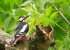 gsWoodpecker_160509n.jpg