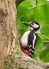 gsWoodpecker_160509q.jpg