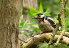 gsWoodpecker_160509s.jpg