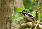 gsWoodpecker_160509t.jpg