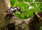 gsWoodpecker_160509w.jpg