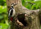 gsWoodpecker_160509x.jpg