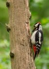 gsWoodpecker_160509y.jpg