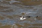 guillemot_NS_240918b.jpg