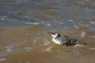 guillemot_NS_240918c.jpg