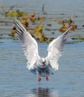 gull_051007b.jpg