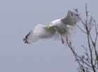 gull_0604b.jpg