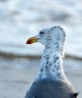 gull_090108a.jpg