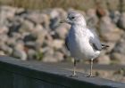 gull_0910b.jpg