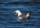 gull_100309a.jpg