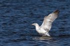 gull_140213a.jpg