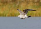 gull_141007a.jpg