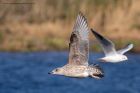 gull_151011b.jpg