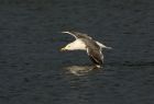 gull_171107g.jpg