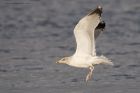 gull_201215d.jpg