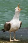 gull_210515a.jpg