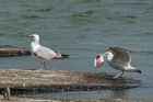 gull_220513a.jpg