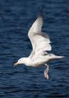 Filename=gull_250209b.jpg
Filesize=192KB
Dimensions=571x800
Date added=Feb 25, 2009 gull_250209b.jpg