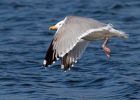 gull_250209c.jpg